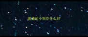 普通的小狗吃什么好