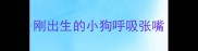 刚出生的小狗呼吸张嘴