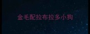 金毛配拉布拉多小狗