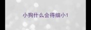 小狗什么会得细小