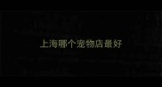 上海哪个宠物店最好
