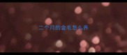 二个月的金毛怎么养