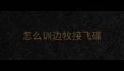 怎么训边牧接飞碟