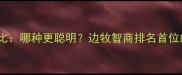 泰迪犬VS边牧犬智商对比哪种更聪明边牧智商排名首位的科学依据及饲养建议