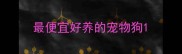 最便宜好养的宠物狗