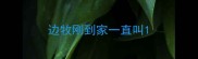 边牧刚到家一直叫