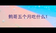鹩哥五个月吃什么