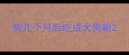 狗几个月后吃成犬狗粮