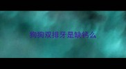 狗狗双排牙是缺钙么