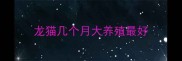 龙猫几个月大养殖最好