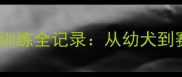 哈尔滨泰迪犬训练全记录从幼犬到赛级养成攻略
