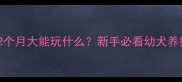 边境牧羊犬2个月大能玩什么新手必看幼犬养护全攻略