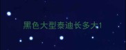 黑色大型泰迪长多大