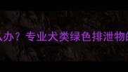 金毛幼犬便便发绿怎么办专业犬类绿色排泄物的6大成因及应对指南