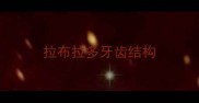 拉布拉多牙齿结构