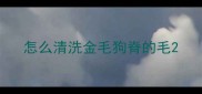 怎么清洗金毛狗脊的毛