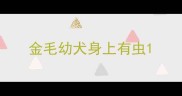 金毛幼犬身上有虫