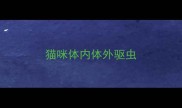 猫咪体内体外驱虫
