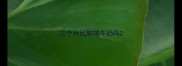 三个月比熊喝牛奶吗