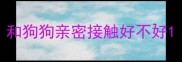 和狗狗亲密接触好不好