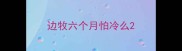 边牧六个月怕冷么