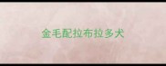 金毛配拉布拉多犬