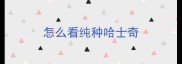 怎么看纯种哈士奇