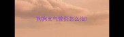狗狗支气管炎怎么治