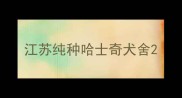 江苏纯种哈士奇犬舍