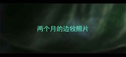 两个月的边牧照片