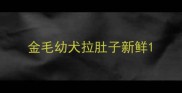 金毛幼犬拉肚子新鲜