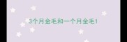 3个月金毛和一个月金毛