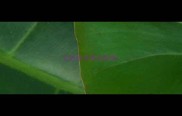 拉布拉多常见种类