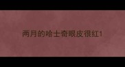 两月的哈士奇眼皮很红