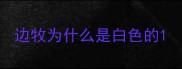 边牧为什么是白色的