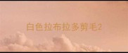 白色拉布拉多剪毛