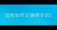 边牧如何正确喂羊奶