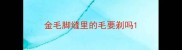 金毛脚缝里的毛要剃吗