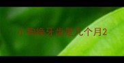 小狗换牙齿是几个月
