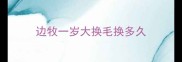 边牧一岁大换毛换多久