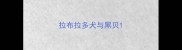 拉布拉多犬与黑贝