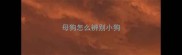 母狗怎么辨别小狗