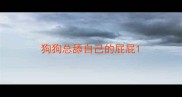 狗狗总舔自己的屁屁