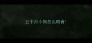 五个月小狗怎么喂食