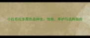小拉布拉多黑色品种全性格养护与选购指南