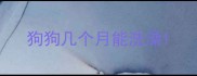狗狗几个月能洗澡