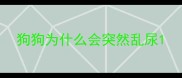 狗狗为什么会突然乱尿