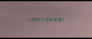 小狗吃了很多草莓
