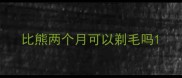 比熊两个月可以剃毛吗