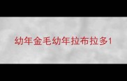 幼年金毛幼年拉布拉多